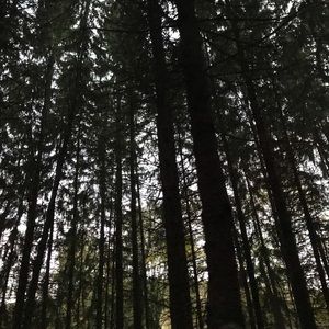 Meet your Posher, Sanaea